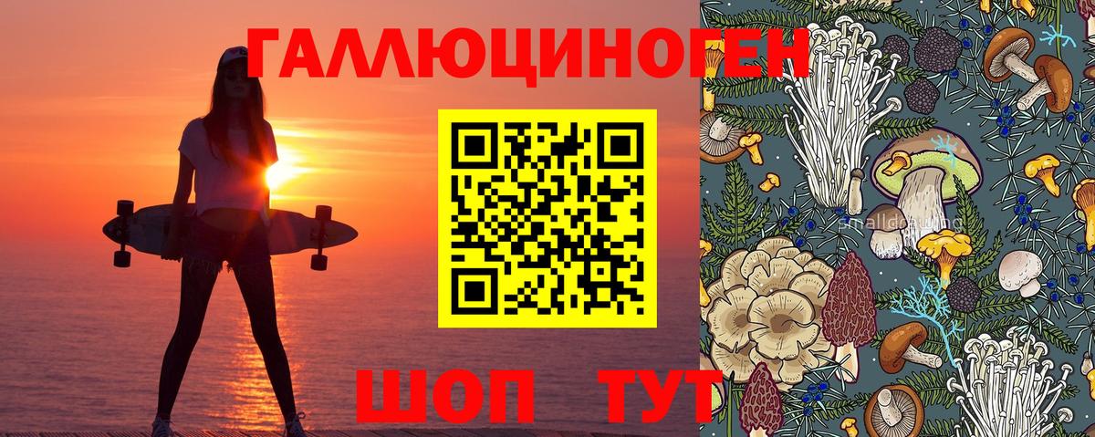 Псилоцибиновые грибы Psilocybe Вологда